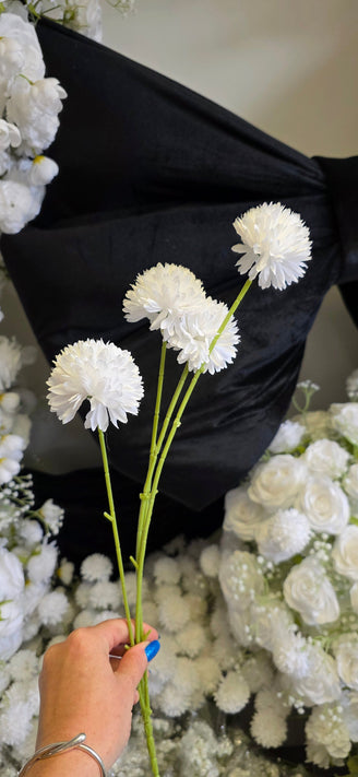 Chrysanthemum