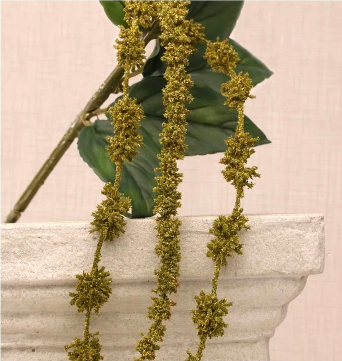 Amaranthus