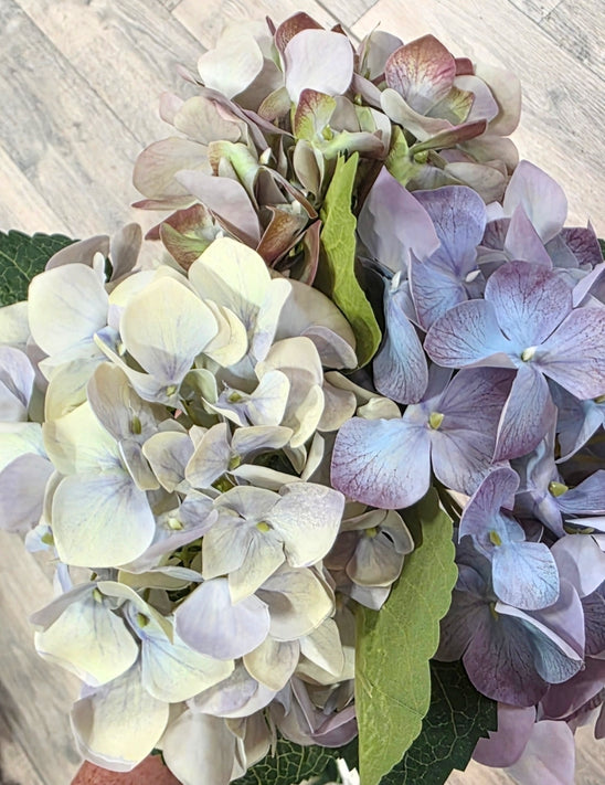 Hydrangea