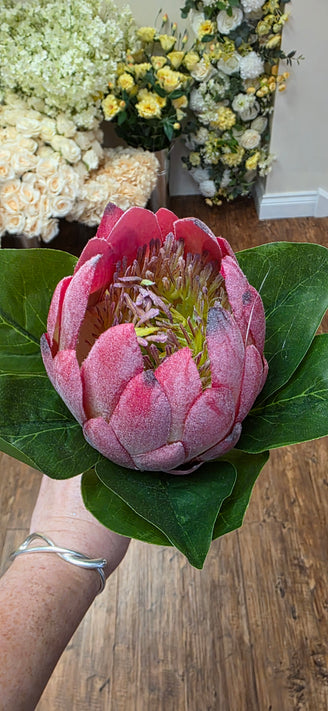 Protea