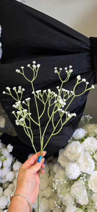Gypsophila
