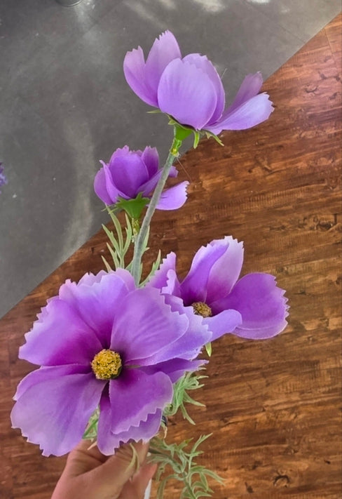 Cosmos