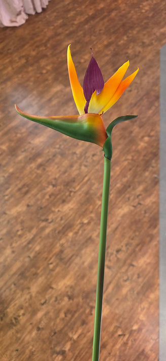 Bird of Paradise