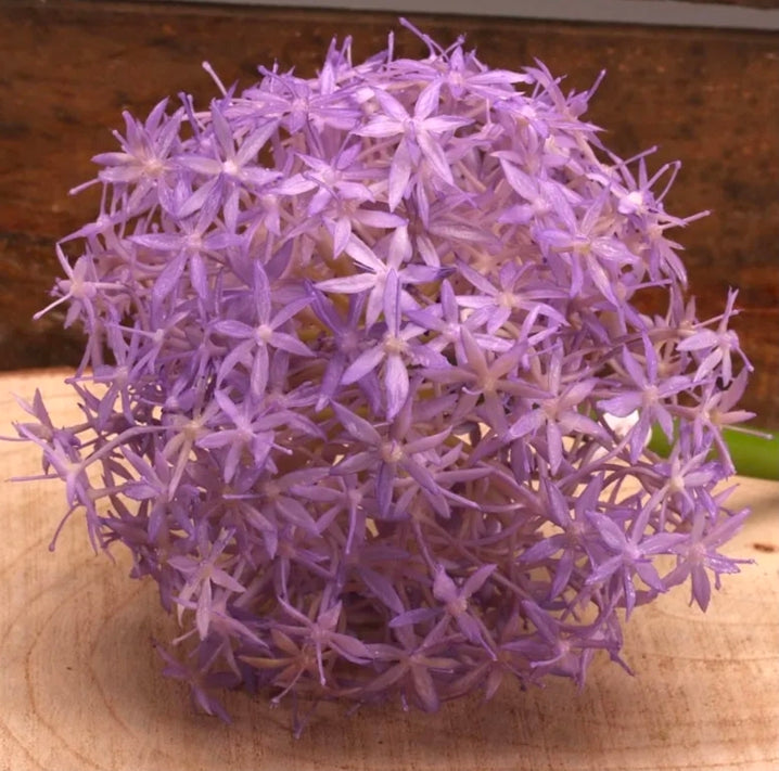 Allium