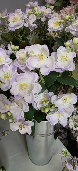 Oxypetalum