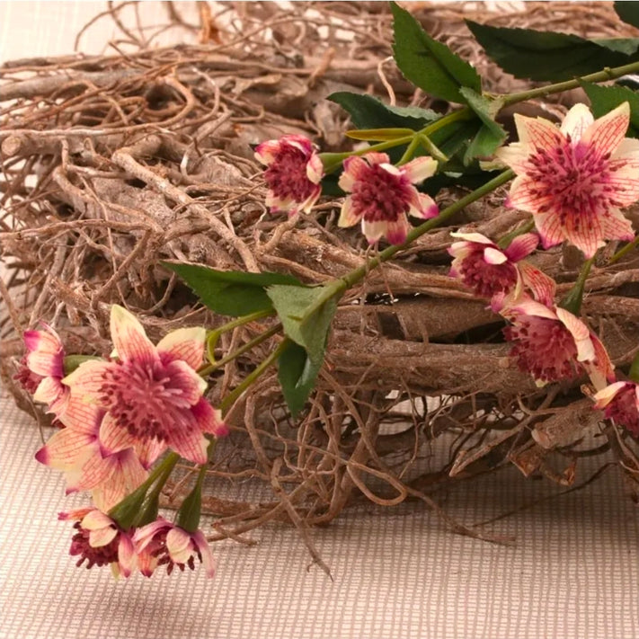 Astrantia
