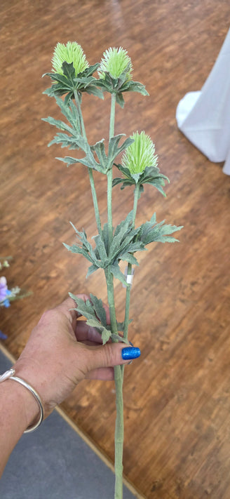 Thistle