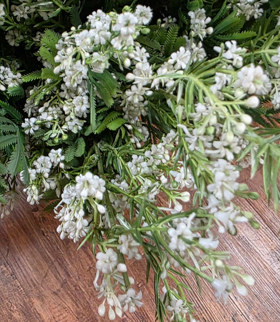 Waxflower - White