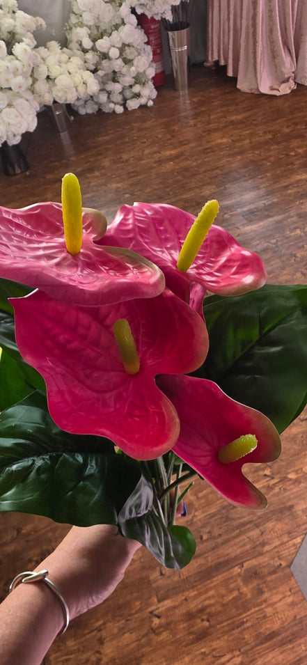 Anthurium Bunch - Pink