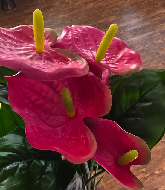 Anthurium Bunch - Pink