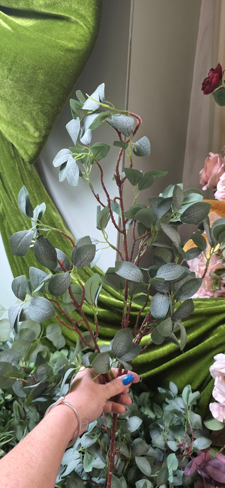 Eucalyptus Gunni