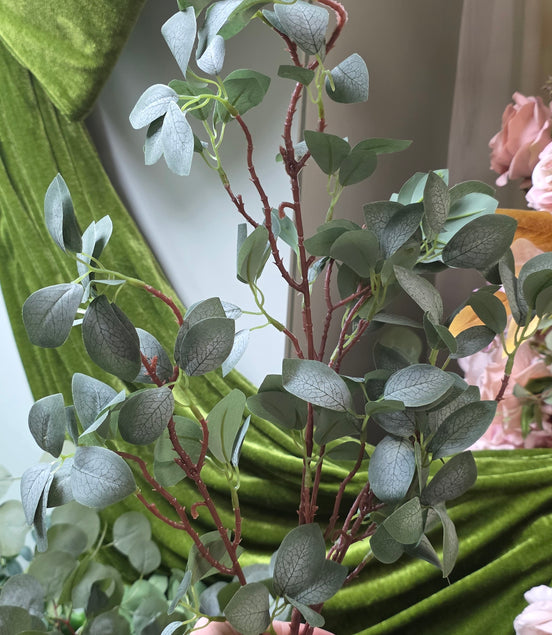 Eucalyptus Gunni