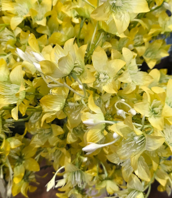 Campanula - Yellow
