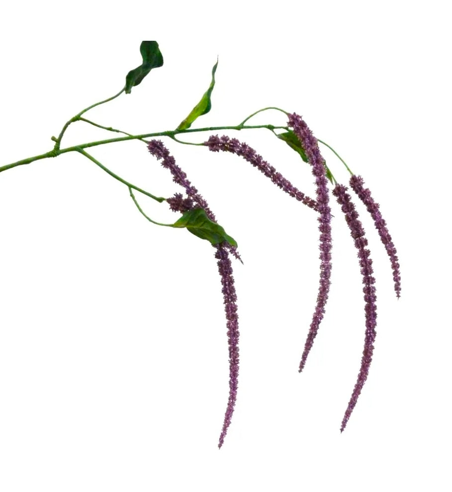 Amaranthus Spray Purple