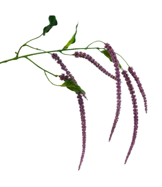 Amaranthus Spray Purple