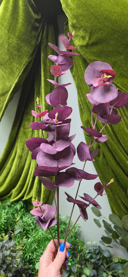 Eucalyptus Tall Burgundy