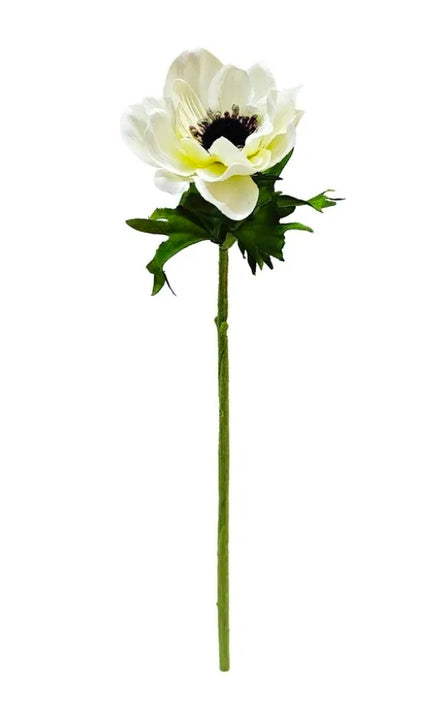 Anemone Cream