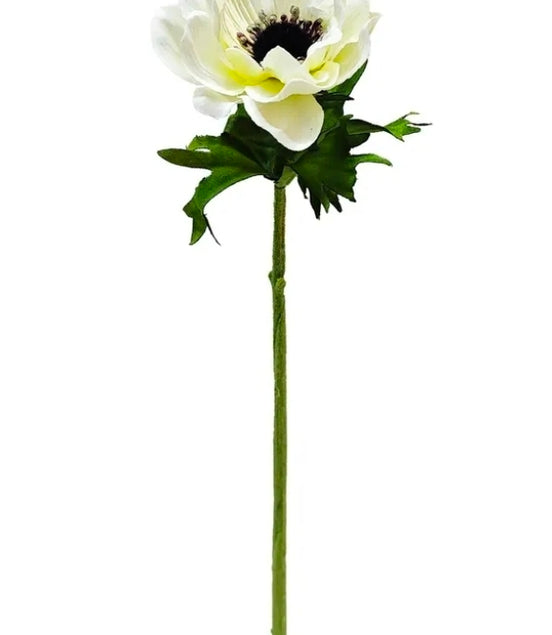 Anemone Cream