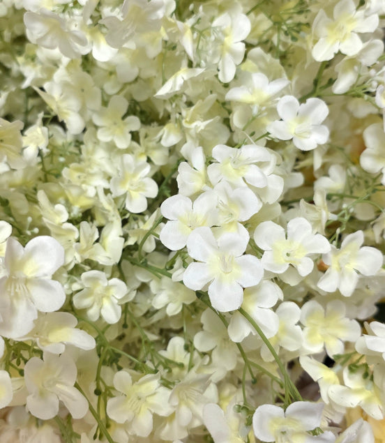 Jasmine - Cream