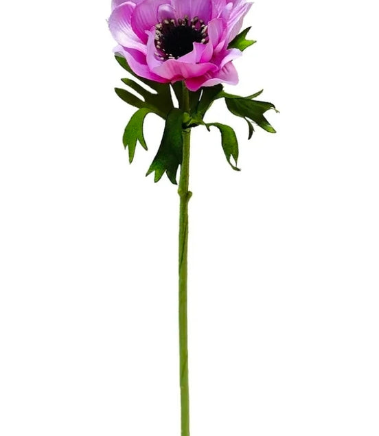 Anemone Pink