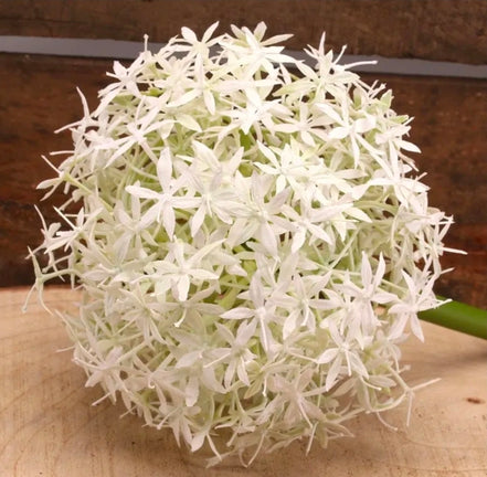 Allium White/Cream