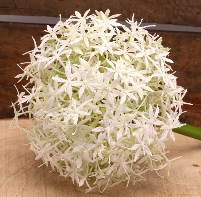 Allium White/Cream
