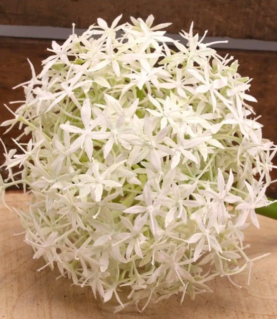 Allium White/Cream