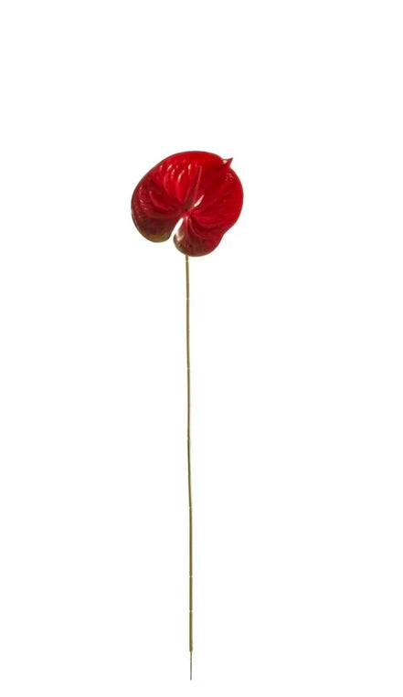Anthurium Red