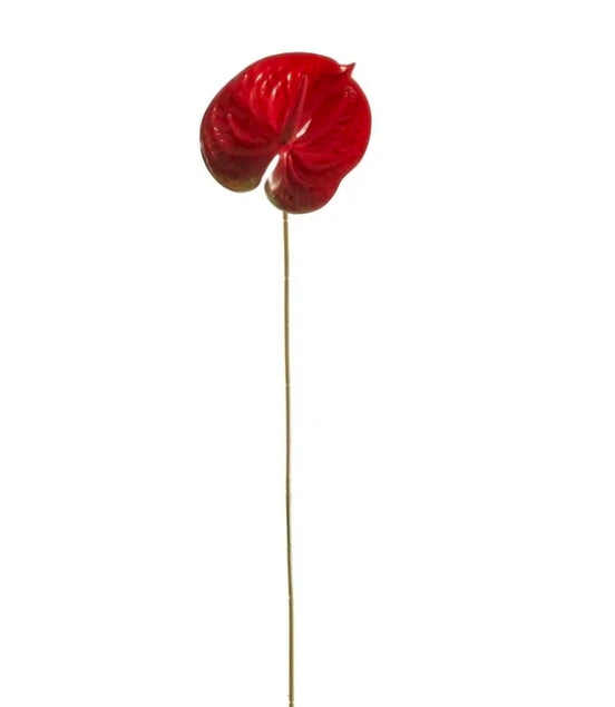 Anthurium Red