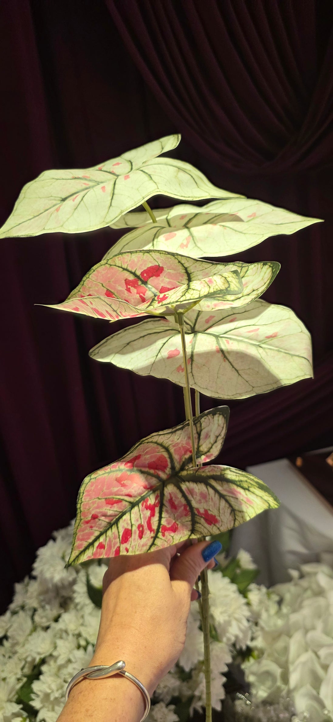 Caladium bunch