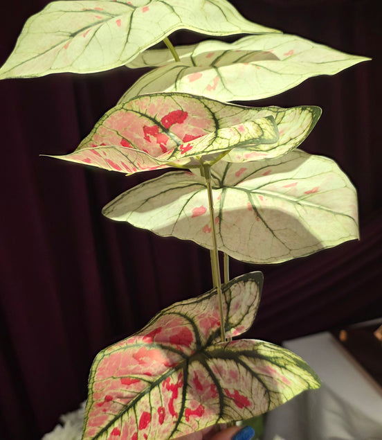 Caladium bunch