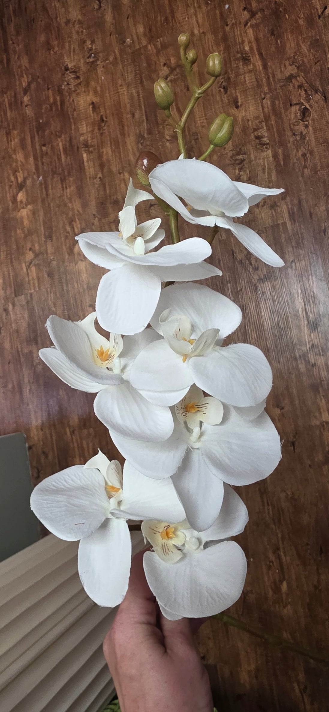 Phalaenopsis Orchid - White