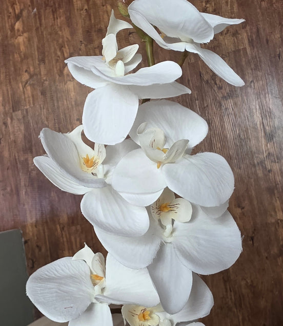Phalaenopsis Orchid - White