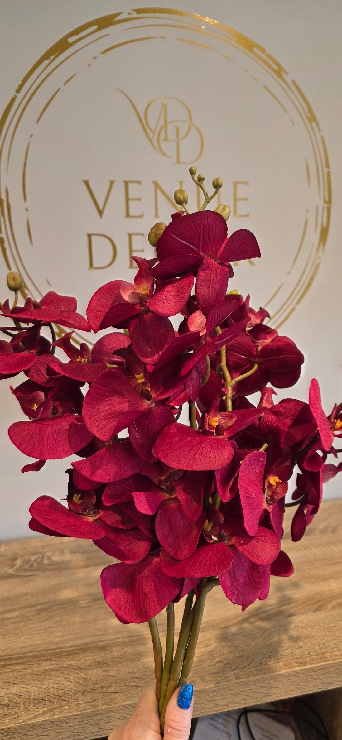 Phalaenopsis Orchid - Burgundy