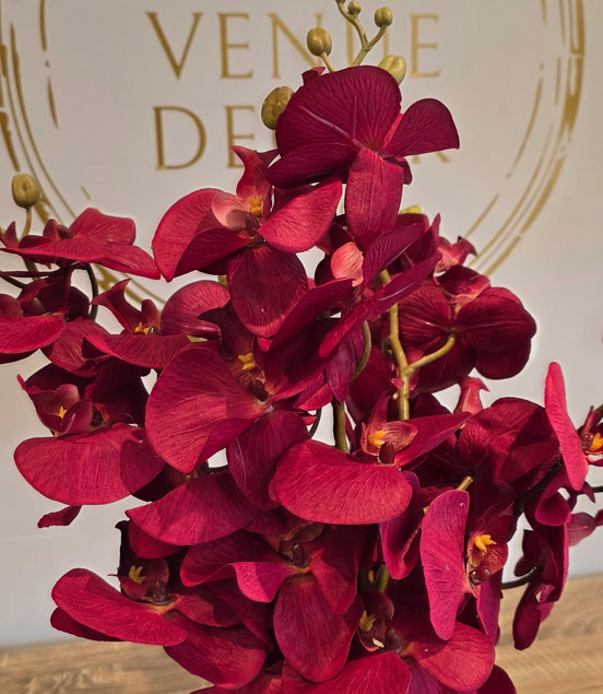 Phalaenopsis Orchid - Burgundy