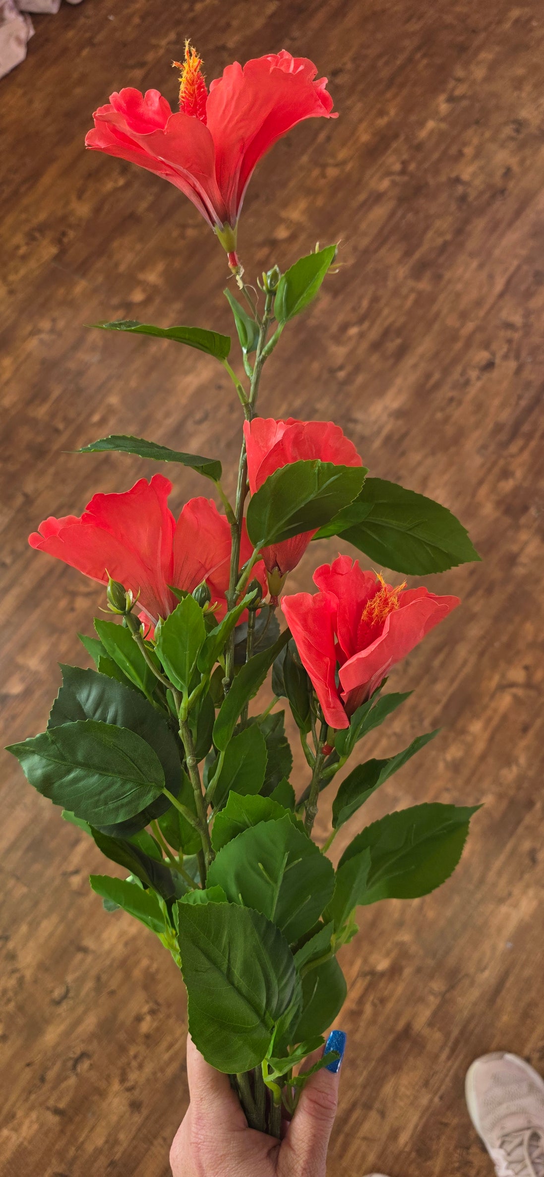 Hibiscus - Flame Red