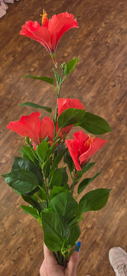 Hibiscus - Flame Red