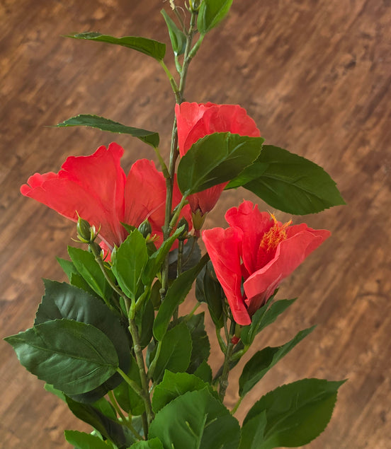 Hibiscus - Flame Red