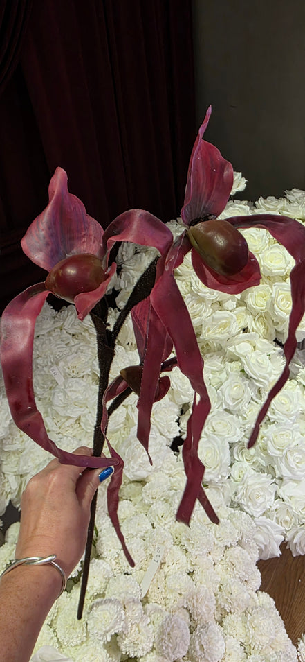 Slipper Orchid - Burgundy