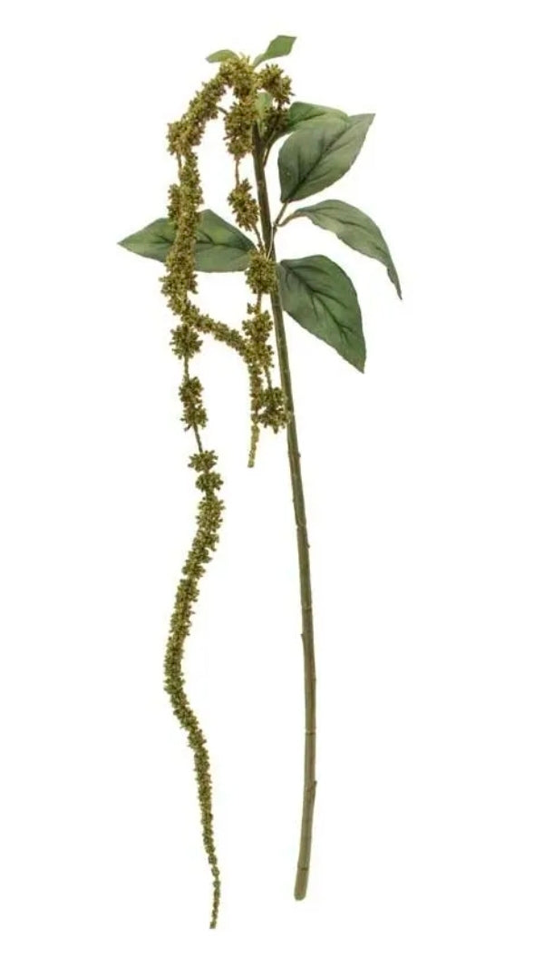 Amaranthus Green