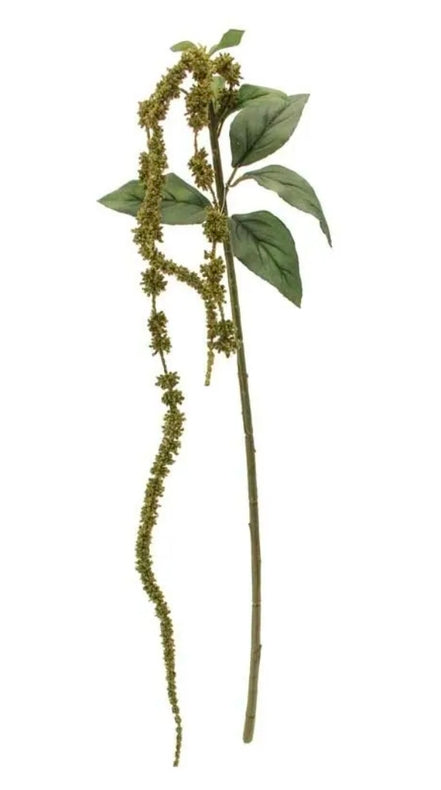 Amaranthus Green