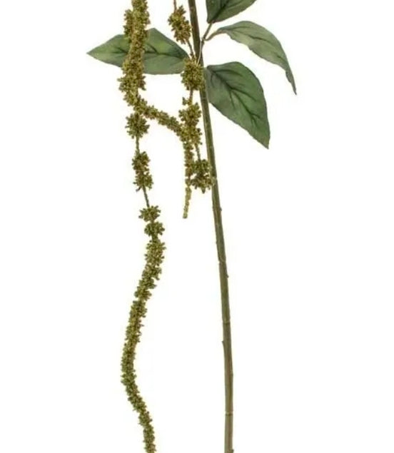 Amaranthus Green