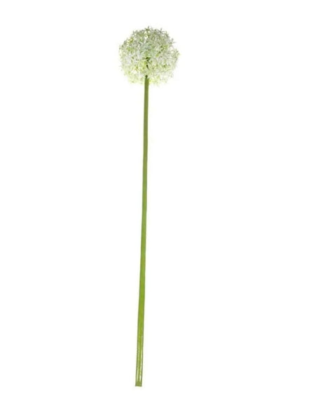 Allium White/Cream