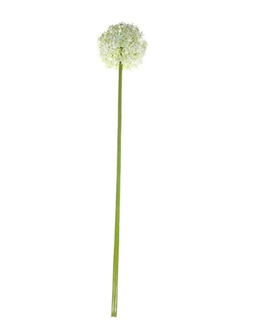 Allium White/Cream