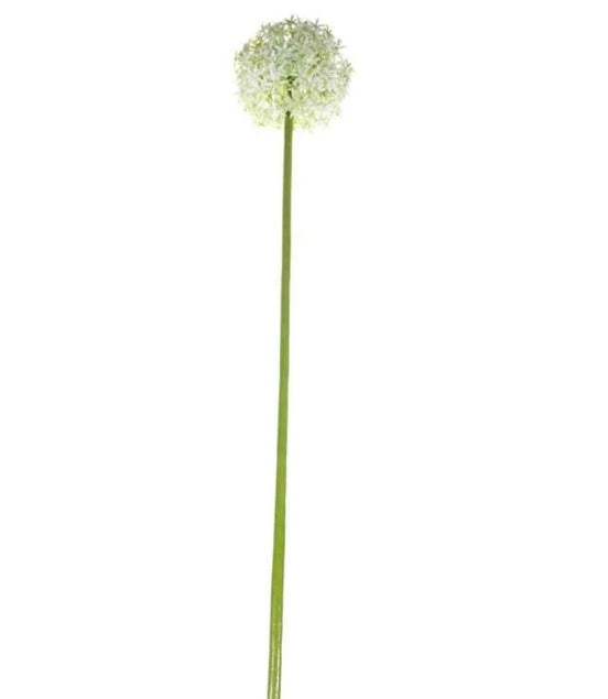 Allium White/Cream