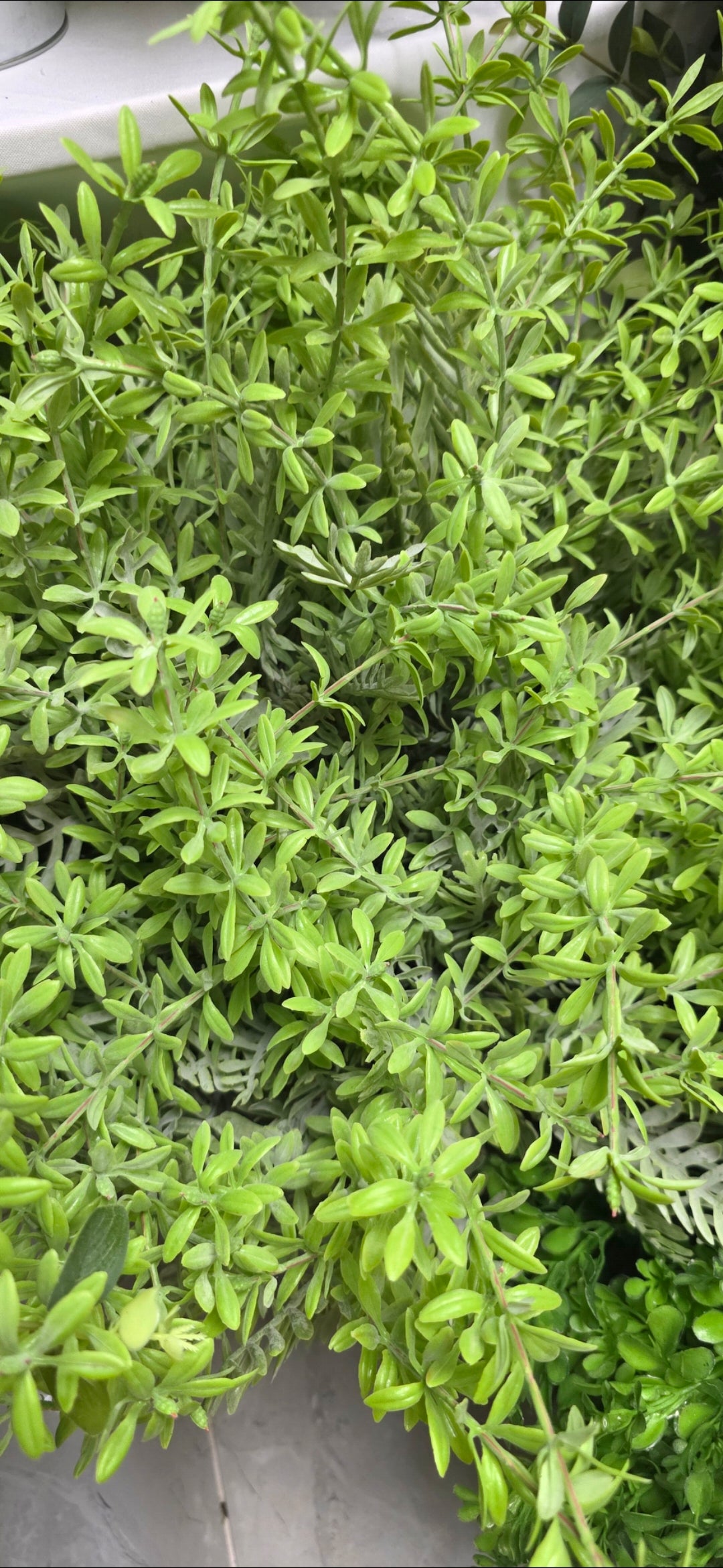 cleavers