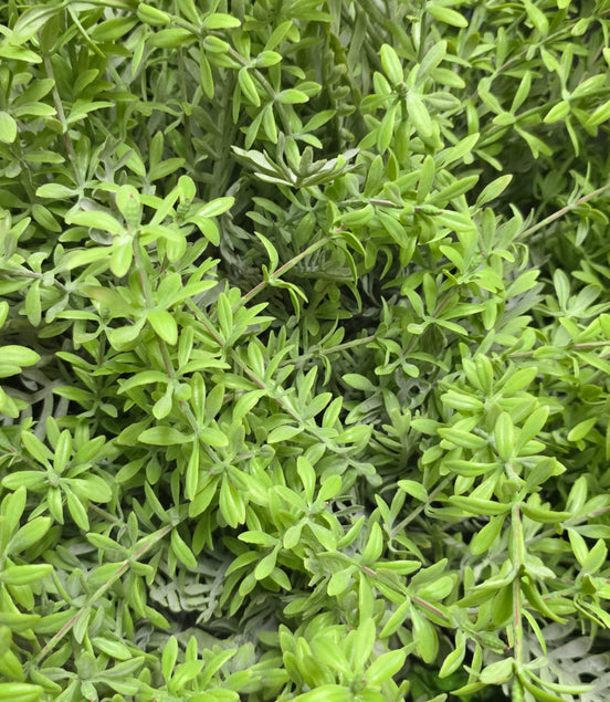 cleavers