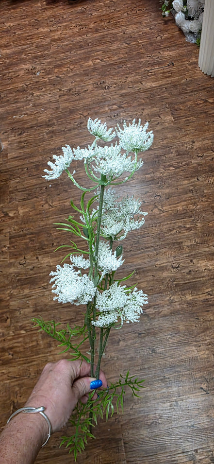 Queen Anne's Lace