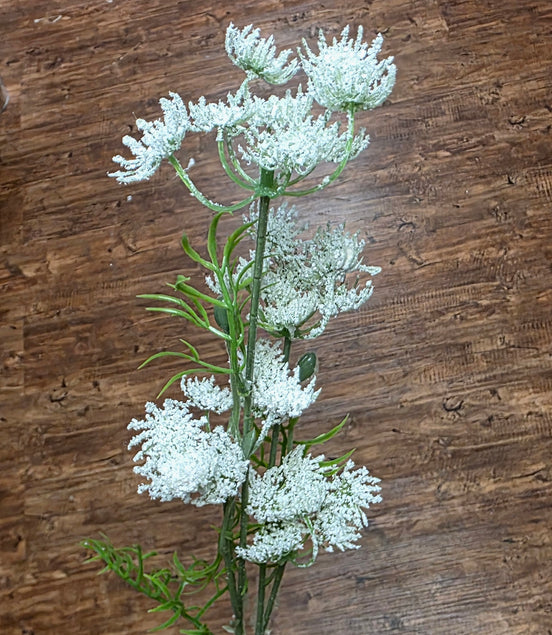 Queen Anne's Lace