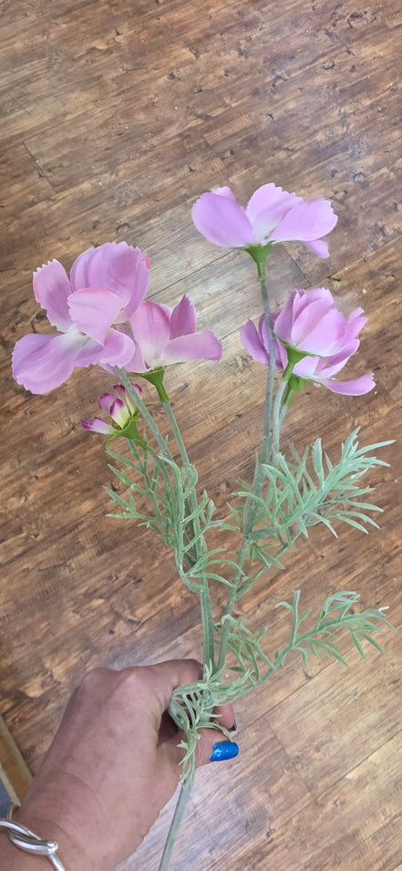 Cosmos Pink
